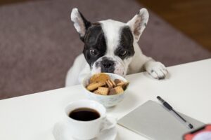 Dog Looking At Food In A Bowl